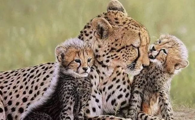 Cheetah Cub Dies At Kuno National Park - Sakshi