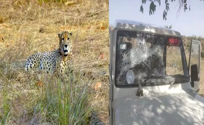 Project Cheetah Team Mistaken For Dacoits Attacked By Villagers - Sakshi