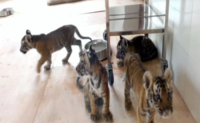 Tirupati Zoo Park: Another Nandyala Tiger Cub Dies with Ill - Sakshi