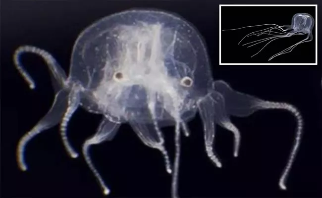 Jellyfish With 24 Eyes Discovered in Hong Kong Scientists Shock - Sakshi
