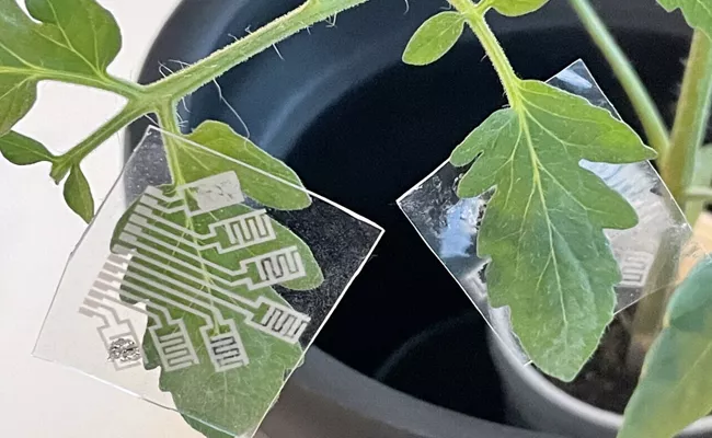 Multifunctional Electronic Patch Offers Early Detection Of Plant Diseases, Other Crop Threats - Sakshi