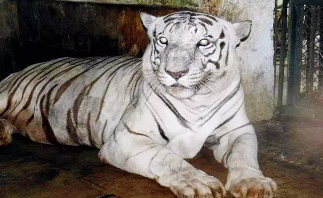 White Tiger Dies In Indira Gandhi Zoological Park Visakhapatnam - Sakshi