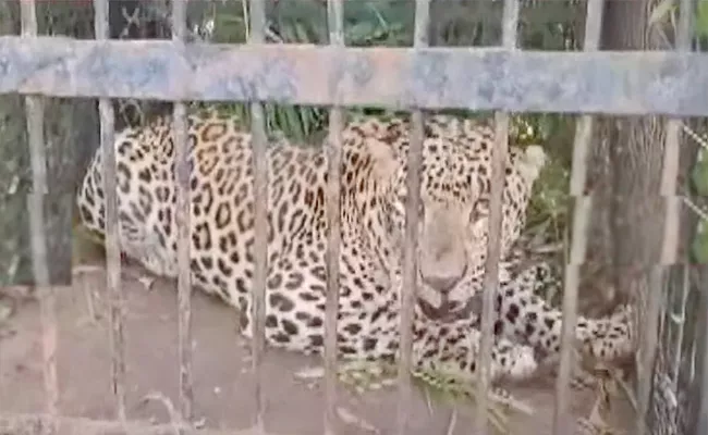 Leopard Caught At Tirumala Tirupati Updates - Sakshi