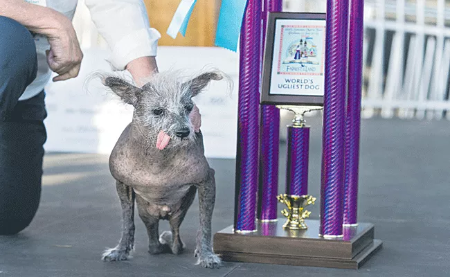 Scooter crowned World Ugliest Dog in Petaluma - Sakshi