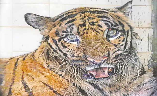 Female Tiger Died Animal Rehabilitation Center Visakhapatnam - Sakshi