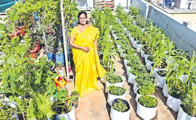 Sagubadi: Organic Terrace Garden Inti Panta Increasing These Days - Sakshi