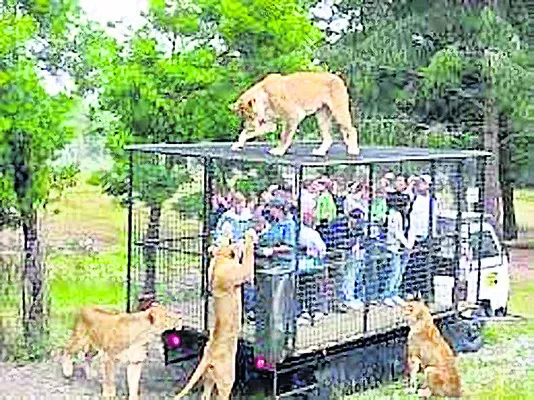 Lions surprised the visitors in Zoo at Nandan Kanan - Sakshi