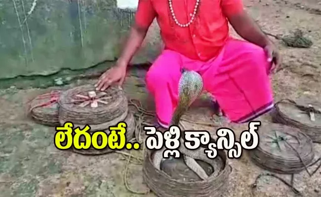 Snakes Are Given As Dowry In This Community - Sakshi
