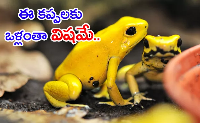 Golden Poison Frog Can Kill Humans Unknown Facts - Sakshi