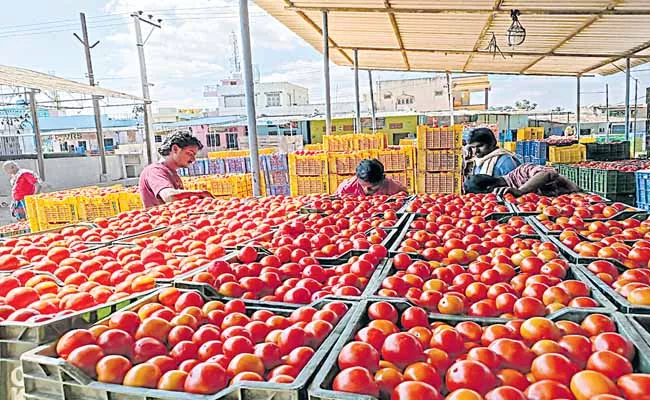 Tomato is Rs50 per kg in the Raitu bazar - Sakshi