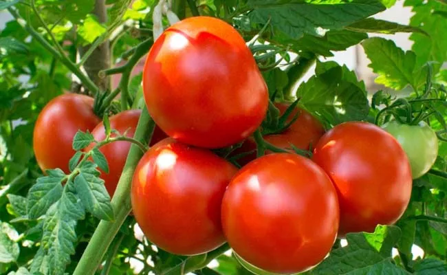 Govt to further reduce tomato prices from August 15 to sell at Rs 50 per kg - Sakshi