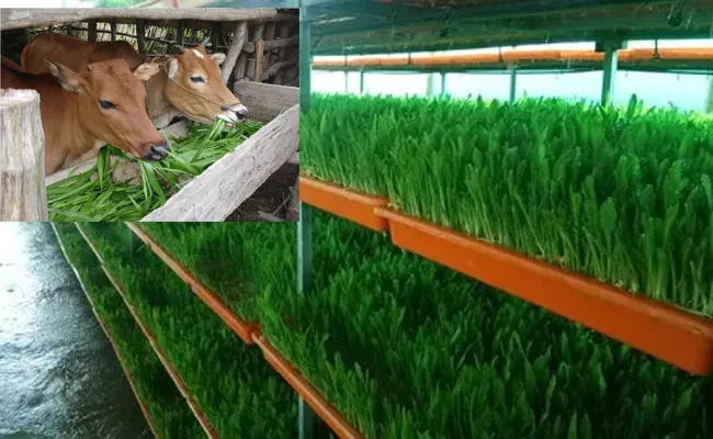 Sagubadi: Hydroponic Method To Cultivate Green Fodder - Sakshi