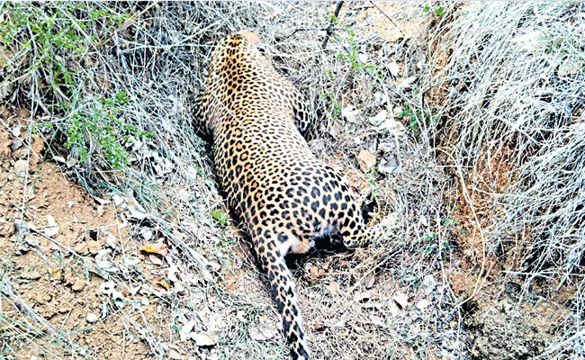 Two leopards died in 2 days - Sakshi