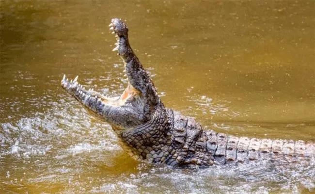 Crocodile Dragged in Water After an Hour Woman Came Out - Sakshi