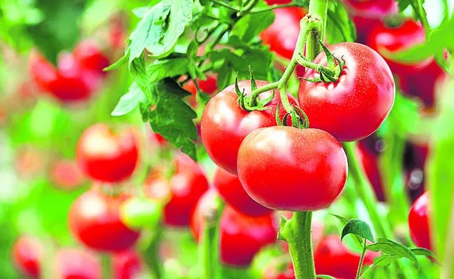 The state ranks third in tomato production - Sakshi