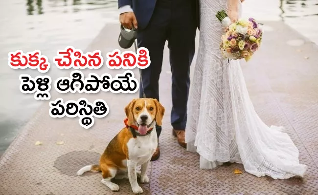 Boston Couple Supposed To Get Married In Italy, Dog Eats Up Grooms Passport Days Before Wedding - Sakshi