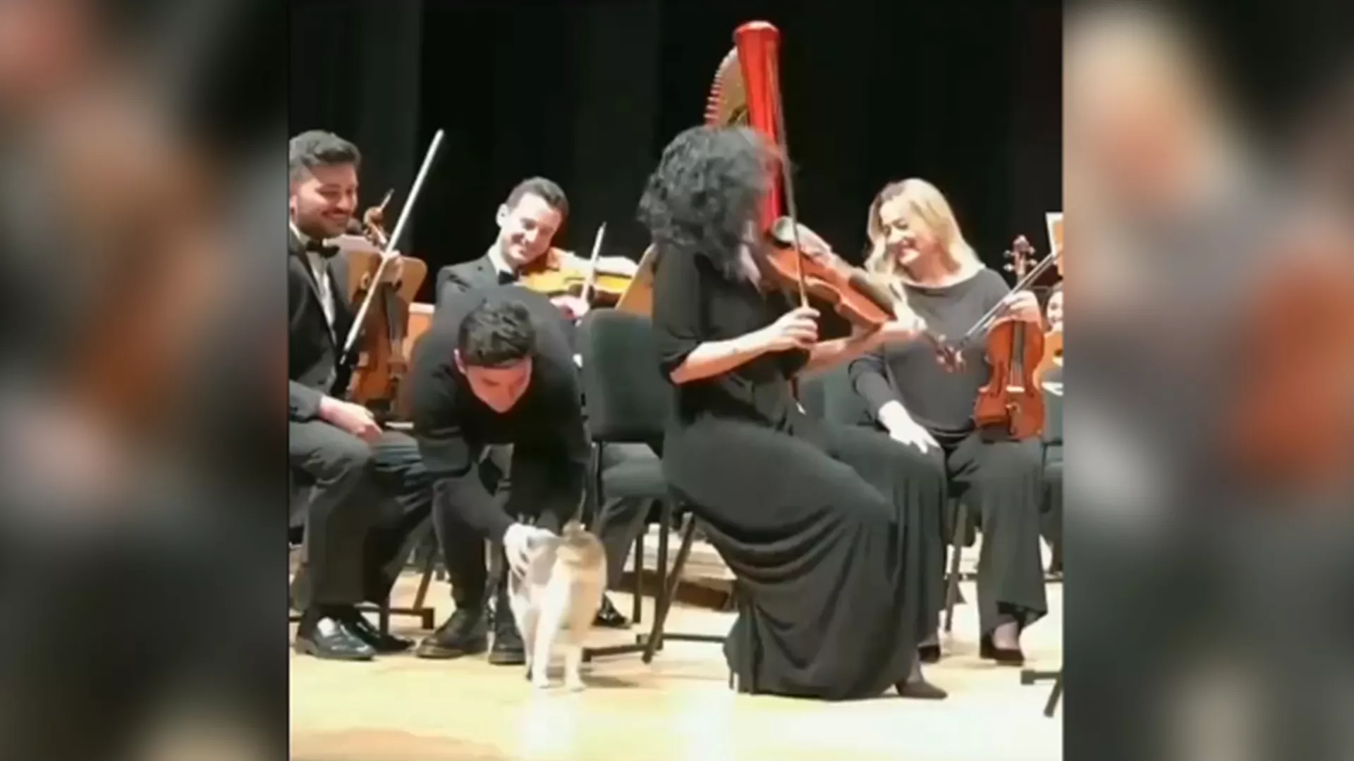 Cat Crashes In Orchestra Concert in Istanbul Video Goes Viral