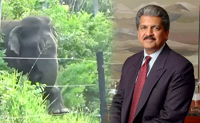 Anand Mahindra Advice Overcoming Obstacles By An Elephant Video - Sakshi