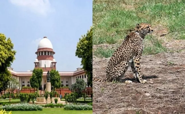 SC Expresses Satisfaction With Centres Efforts After Death Of Cheetahs - Sakshi