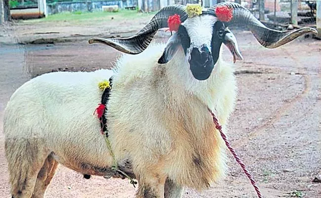 A rare identity for sheep - Sakshi