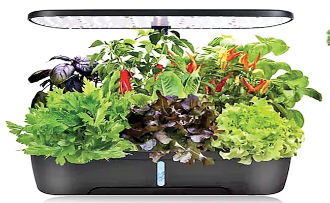 Hydroponics Gardening System Makes It Easy To Grow Garden - Sakshi