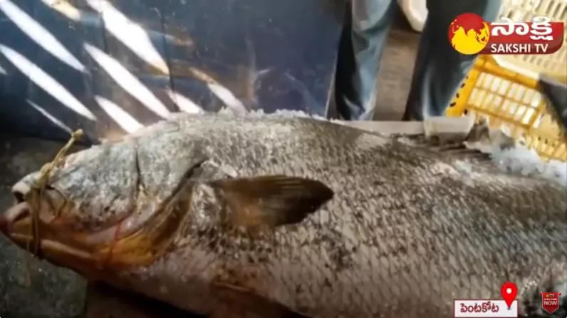 Anakapalle Fishermen Caught Most Expensive Kachili Fish
