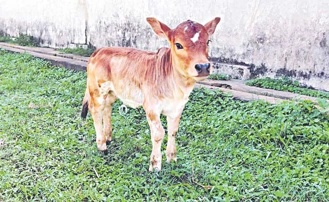 Punganur short calves are in huge demand across the country - Sakshi