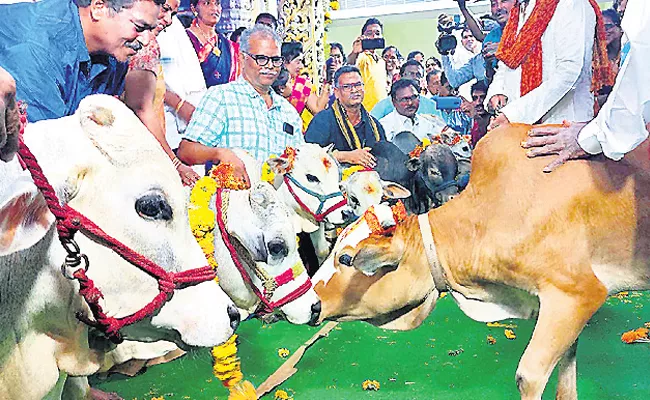 swayamvaram of cow took place in Andhra Pradesh - Sakshi