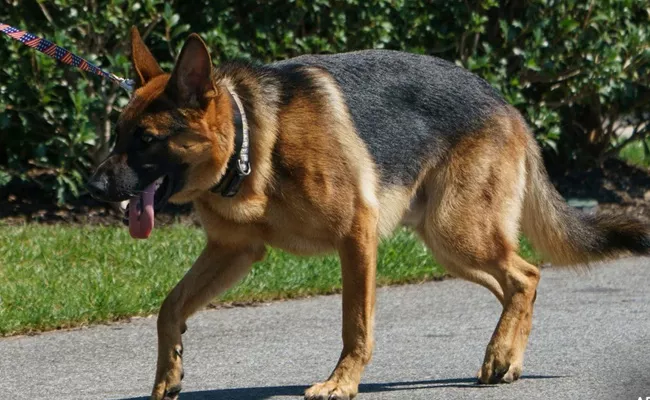 Biden Dog Commander Removed From White House After It Bit Staff - Sakshi