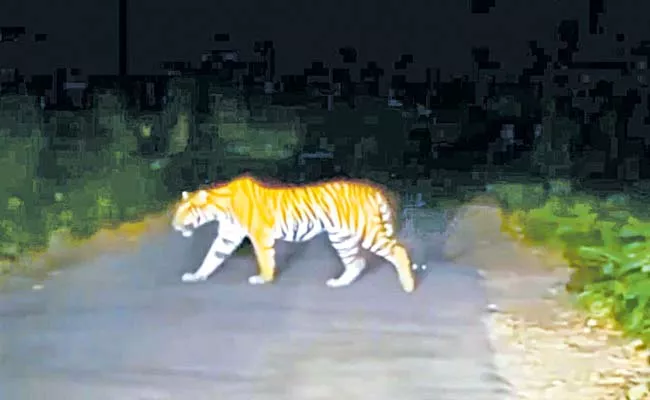 Big tiger in Uddanam area of Srikakulam district - Sakshi