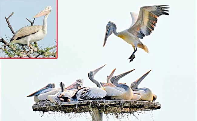 Pelican in Kolleru Sanctuary - Sakshi