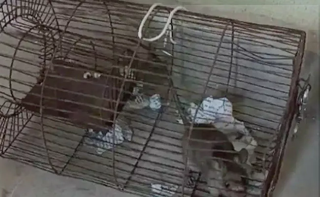 police detained rat for consuming their liquor  - Sakshi