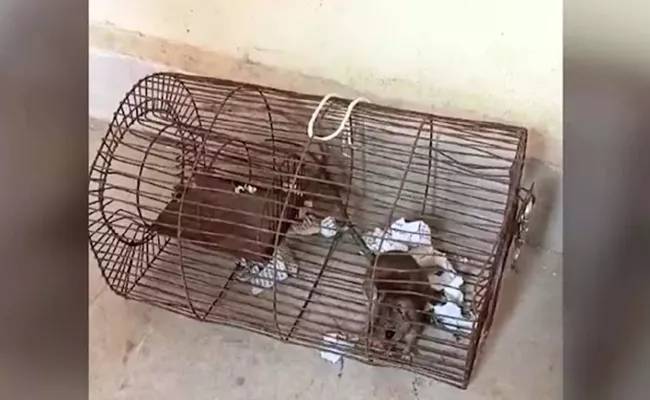 Rat Caged By Madhya Pradesh Police For Destroying Seized Liquor - Sakshi