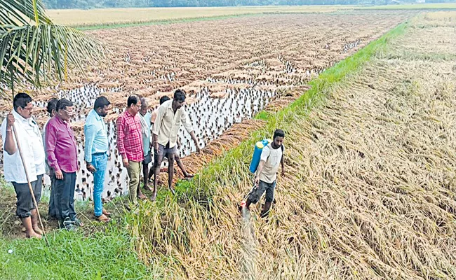 Monitoring of crop damage by special teams at field level - Sakshi
