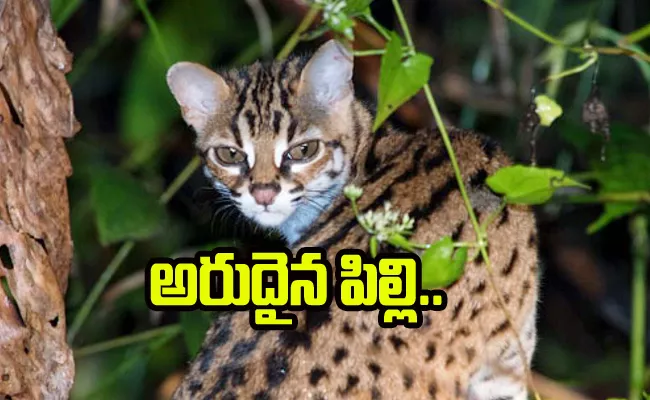 Do You Know Extremely Rare Bay Cat Lives In Borneo - Sakshi