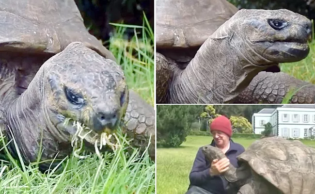 Worlds Oldest Living Land Animal UKs Seychelles Giant Tortoise  - Sakshi