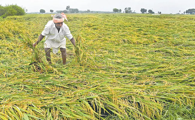 Cyclone Michaung Effect Damage crops in many districts - Sakshi