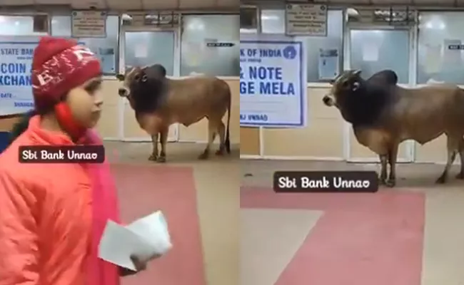 UP Unnao State Bank Of India Bull Video Viral - Sakshi