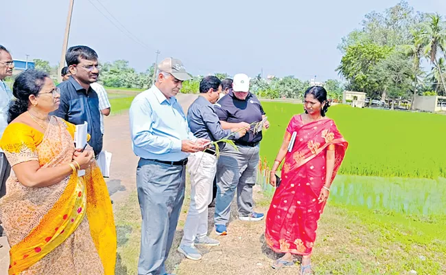 Acharya NG Ranga Agricultural Research in Nellore - Sakshi
