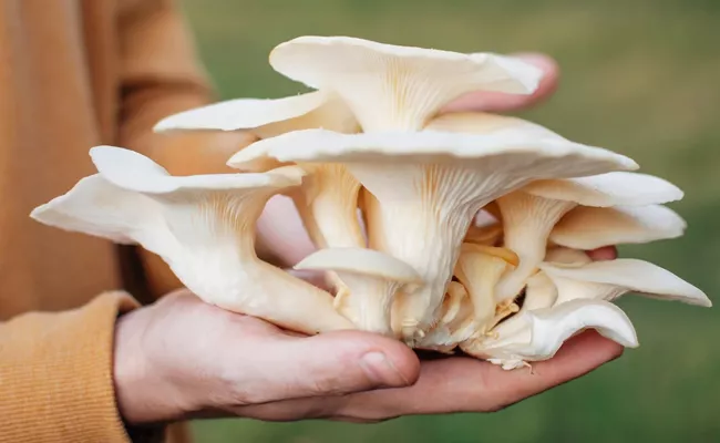Impressive Benefits ofImpressive Benefits of Oyster Mushrooms - Sakshi