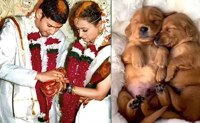 Tollywood Prince Mahesh BabuNamratacelebratewedding anniversary - Sakshi