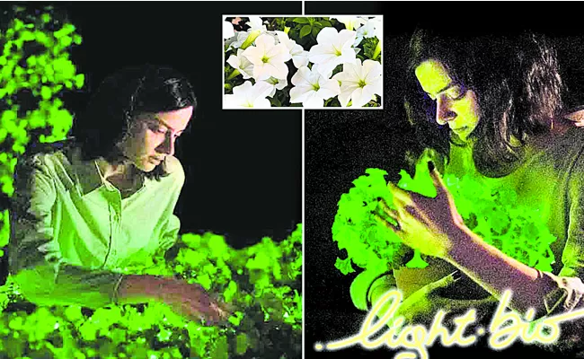 Plants that glow at night - Sakshi