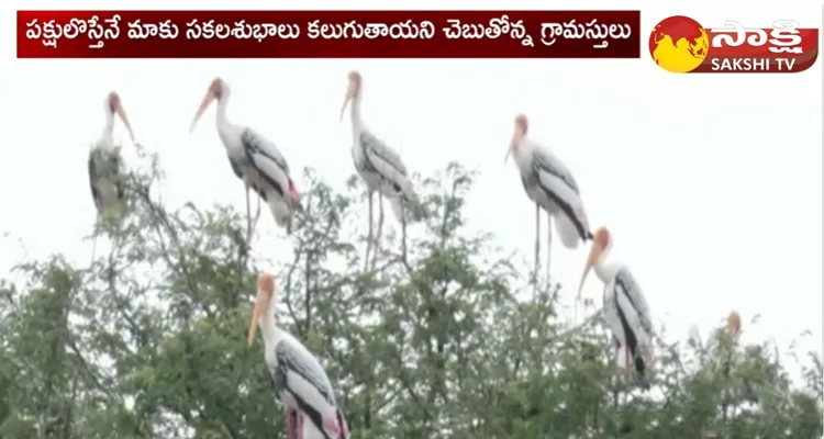 Why Siberian Cranes Stopped To Come Chintapalli Village