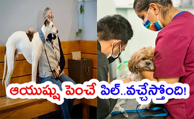 A New Drug That Could Extend Dogs Lives, 1000 US Dogs Clinical Trail For LOY-001 - Sakshi