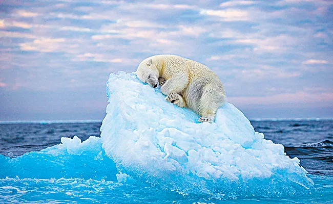 Poignant picture of sleeping polar bear wins Wildlife Photographer of the Year Peoples Choice Award - Sakshi