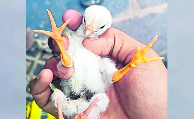 four legged chick in YSR Distt - Sakshi