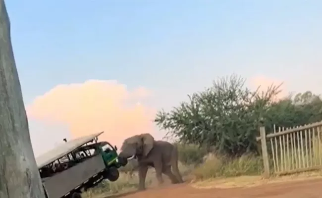 Scary Moment Tourists Elephant Lifted Truck suddenly check what happened - Sakshi