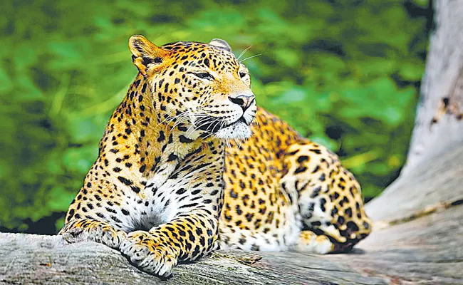 India leopard population increased by 8percent from 12,852 in 2018 to 13,874 - Sakshi