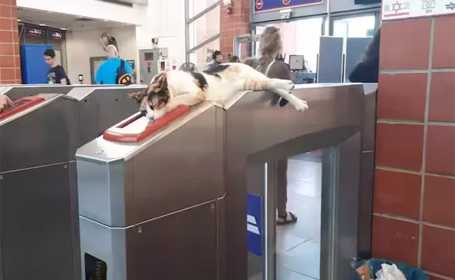 Cats Check Tickets in This Country - Sakshi