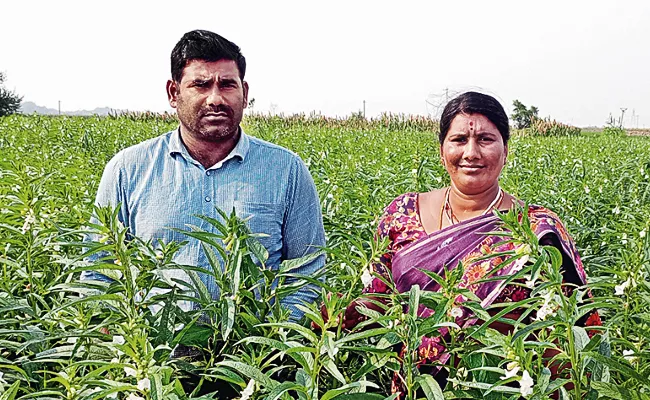 Sagubadi Three Crops Per Year With Organic Farming - Sakshi